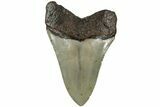 Serrated, Fossil Megalodon Tooth - North Carolina #236751-2